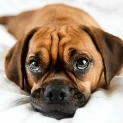 Korting 🛒 Sock My Feet Dames Maat 39-42 🥰 -Beenmode Winkel 550x550 194