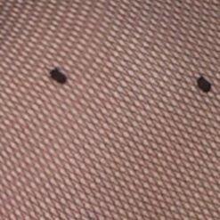 Coupon 🌟 Gatta Funny Lycra Satin Sheers 05 Micro-netpanty 20DEN Met Stippen Zwart Maat L (4) 🔔 -Beenmode Winkel 550x827